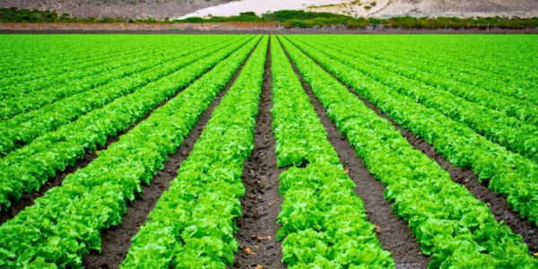 Optimización de Servicios del Agro y Agroindustria